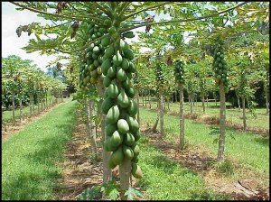 Papaya Tree